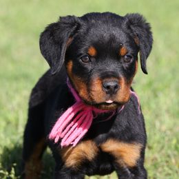 Rottweiler All Grown Up from Cross O Ranch Rottweilers