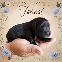 Forest - Black male Miniature Schnauzer puppy in Pendleton, South Carolina from Lap Happy Schnauzers