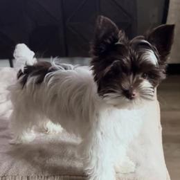 Candy - Yorkshire Terrier