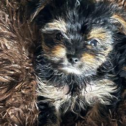 Jack Daniels - Parti male Yorkshire Terrier puppy in Atlanta, Georgia from Cocktail Puppies