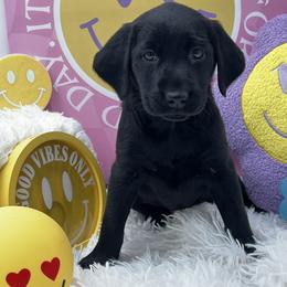 Red - Black female Labrador Retriever puppy in Heath Springs, South Carolina from Rich Hill Retrievers