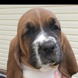 Shiloh - Brown black and white female Basset Hound puppy in Imler, Pennsylvania from Happy Hounds
