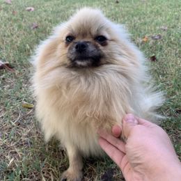 Pomeranians from Alina's Pomeranians