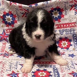 Miniature American Shepherd and Pembroke Welsh Corgi Puppies from Hadley's Hugs
