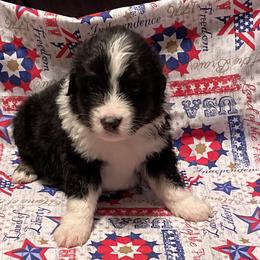 Miniature American Shepherd and Pembroke Welsh Corgi Puppies from Hadley's Hugs