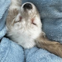 Dachshund Puppies from 2 Knights Doxies