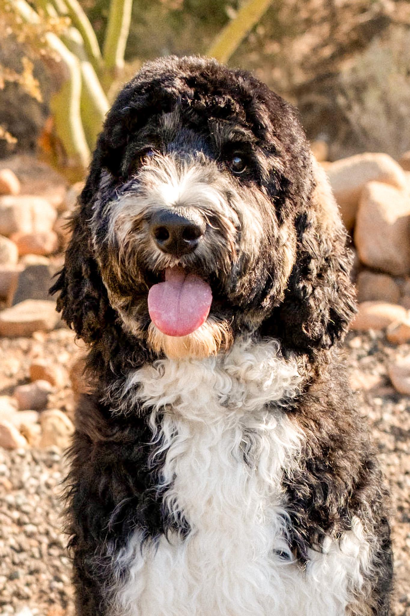 Maverick