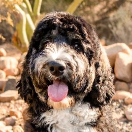 Maverick - Bernedoodle