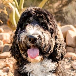 Maverick - Bernedoodle