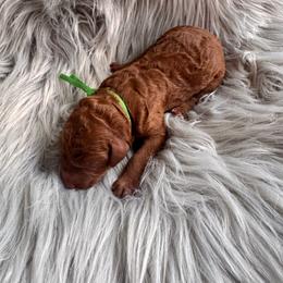 Justice - Red  female Poodle puppy in Osyka, Mississippi from Southern Sunshine Standards