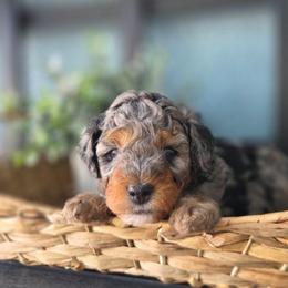 Undertow - Blue merle male Aussiedoodle puppy in Saint Cloud, Florida from Jagged Oaks Farm