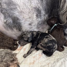 Puppy 3 - Blue merle female Bernedoodle puppy in Lehi, Utah from Our Little Farm Life Doodles