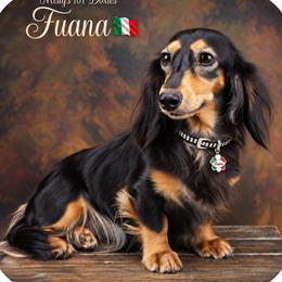 Fuana - Dachshund