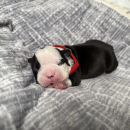Red - Black and white male Boston Terrier puppy in Hialeah, Florida from K&N Boston Paws