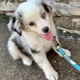 Miniature Australian Shepherd and Toy Australian Shepherd Puppies from Best Little Aussies