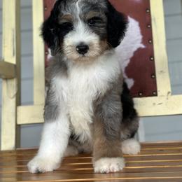 Bernedoodle, Sheepadoodle, and Whoodle Puppies from Wonderland’s Boujie Kennels