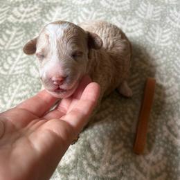 Latte - Cream male Goldendoodle puppy in Hamilton, Alabama from Sweet Doodles of Alabama