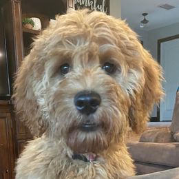 Bella - Goldendoodle
