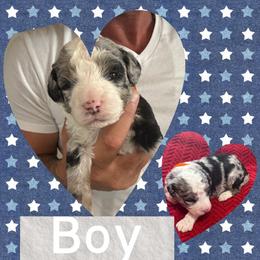 Boy 1 (orange sickle) - Blue merle male Aussiedoodle puppy in Paradise, Texas from Diamond Z Poodles & Doodles