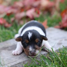 Meddler - Tri-color male Jack Russell Terrier puppy in West Bend, Iowa from Blue Skies Terriers