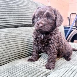 Girl 1 - female Newfypoo puppy in Bloomfield, Iowa from Schooley Doodles