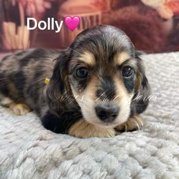 Dolly AKC (Reduced thru Monday) - Dapple female Dachshund puppy in Jena, Louisiana from Amy’s Mini Doxies