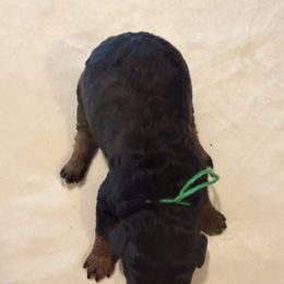 Holly - Phantom female Goldendoodle puppy in Luana, Iowa from Country View Bernedoodles and Goldendoodles