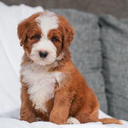 Rodeo - Red male Bernedoodle puppy in Dundee, Ohio from Down Home Doodle