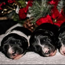 Border Collie Puppies from Zahara Border Collies
