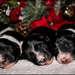Border Collie Puppies from Zahara Border Collies