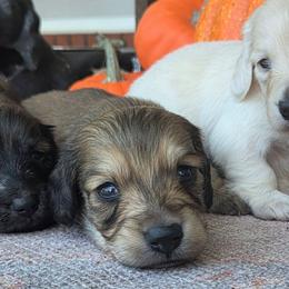 Harvey - Cream male Dachshund puppy in Ashford, Alabama from Circle City Dachshunds