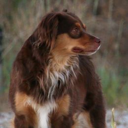 Australian Shepherds, Miniature Australian Shepherds, and Toy Australian Shepherds from Within The Nile Aussies LLC