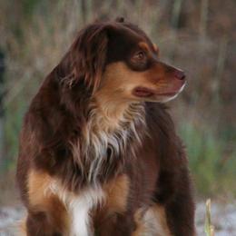Australian Shepherds, Miniature Australian Shepherds, and Toy Australian Shepherds from Within The Nile Aussies LLC