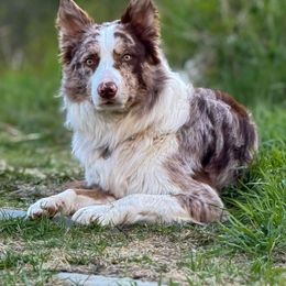 Sumac (aka Suey) - Border Collie
