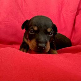Girl 2 - female Manchester Terrier puppy in Dade City, Florida from Mystic Manchesters