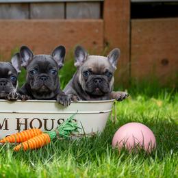 French Bulldogs from Ross Family Frenchies