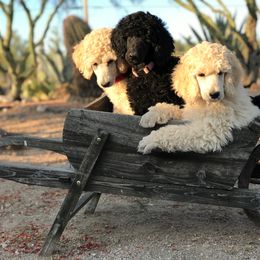 Poodle Puppies from Audysey Poodles