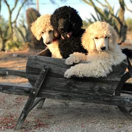 Poodle Puppies from Audysey Poodles