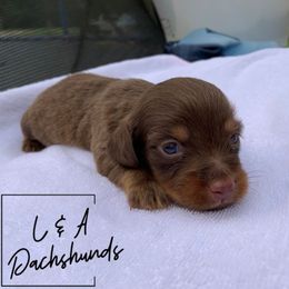 Dachshund Puppies from L & A Dachshunds