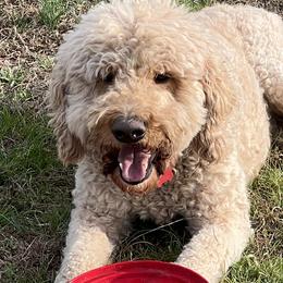 Dublin - Goldendoodle