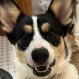 Pembroke Welsh Corgis from Linda Delarios