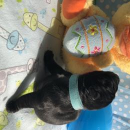 French Bulldog and Rottweiler Puppies from Starkhaus Rottweilers