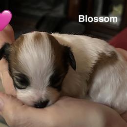 Blossom - White and sable female Papillon puppy in Salina, Utah from Desert Mountain Papillons