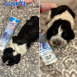 Slurpee - Tri-Roan male English Springer Spaniel puppy in Fond Du Lac, Wisconsin from Clucking Homestead Springers & Dachshunds