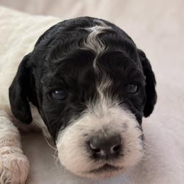 Cockapoo and Goldendoodle Puppies from Jax Doodles