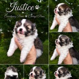 Justice - Wolf sable male Pomeranian puppy in Odessa, Texas from Cherry's Poms
