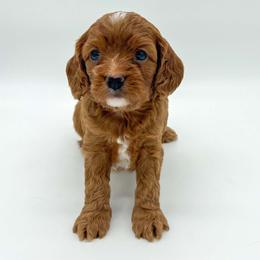 Patriot - Red male Cavapoo puppy in Eau Claire, Wisconsin from Regal Cavaliers