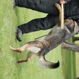 German Shepherds from Treuer Hund Working Dogs
