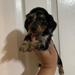 Waffles - Dapple male Dachshund puppy in Springfield, Tennessee from Savannah’s Doxie Palace