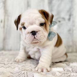 Bulldog Puppies from Fields’ Folly